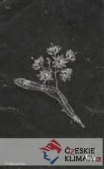 Herbář k čemusi horšímu