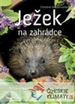 Ježek na zahrádce